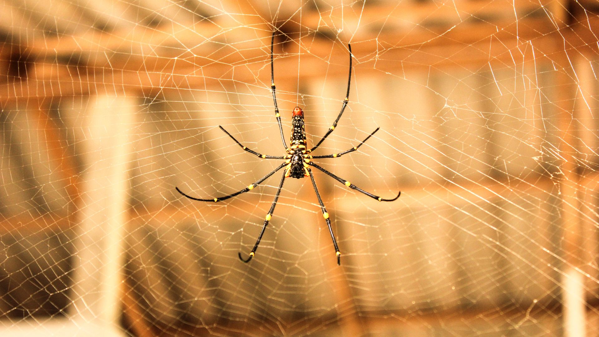Spider Control – Banishing Eight-Legged Intruders