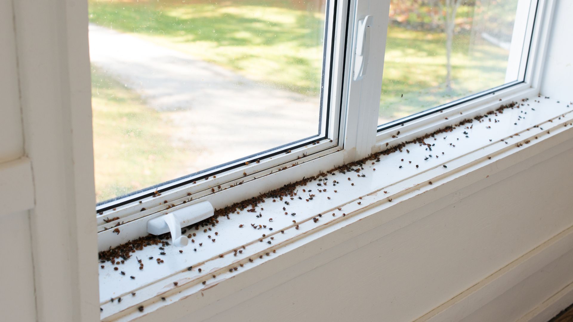 house-flies-wasps-pest-control
