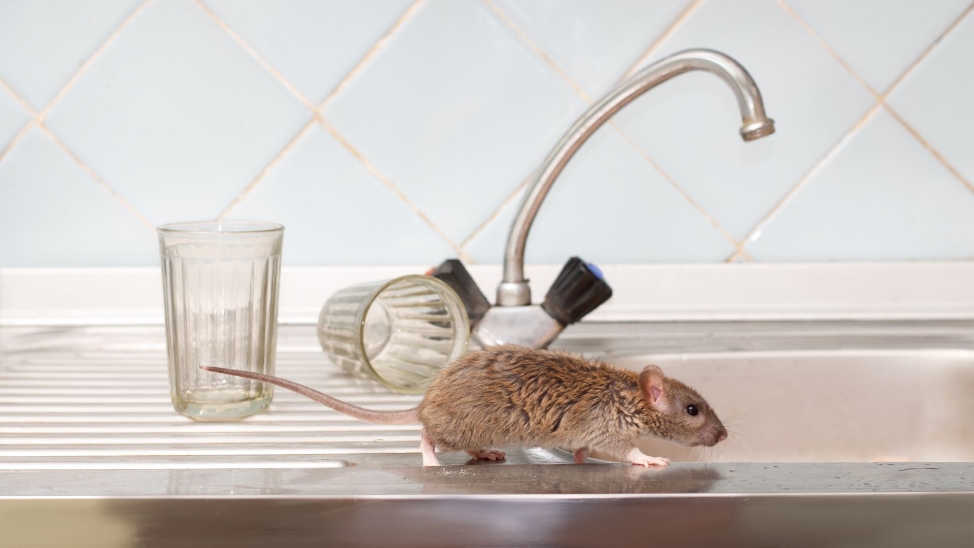 Rodent Control: Keeping Unwanted Guests at Bay with KNK Pest control