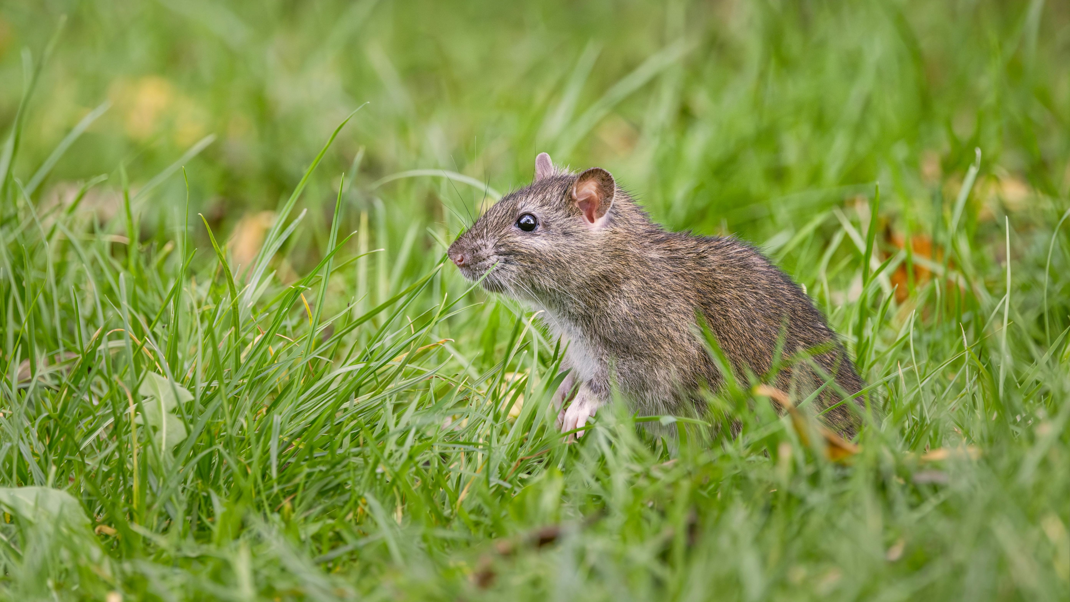 Rodent control services in Canada: Protect your home from rats and mice