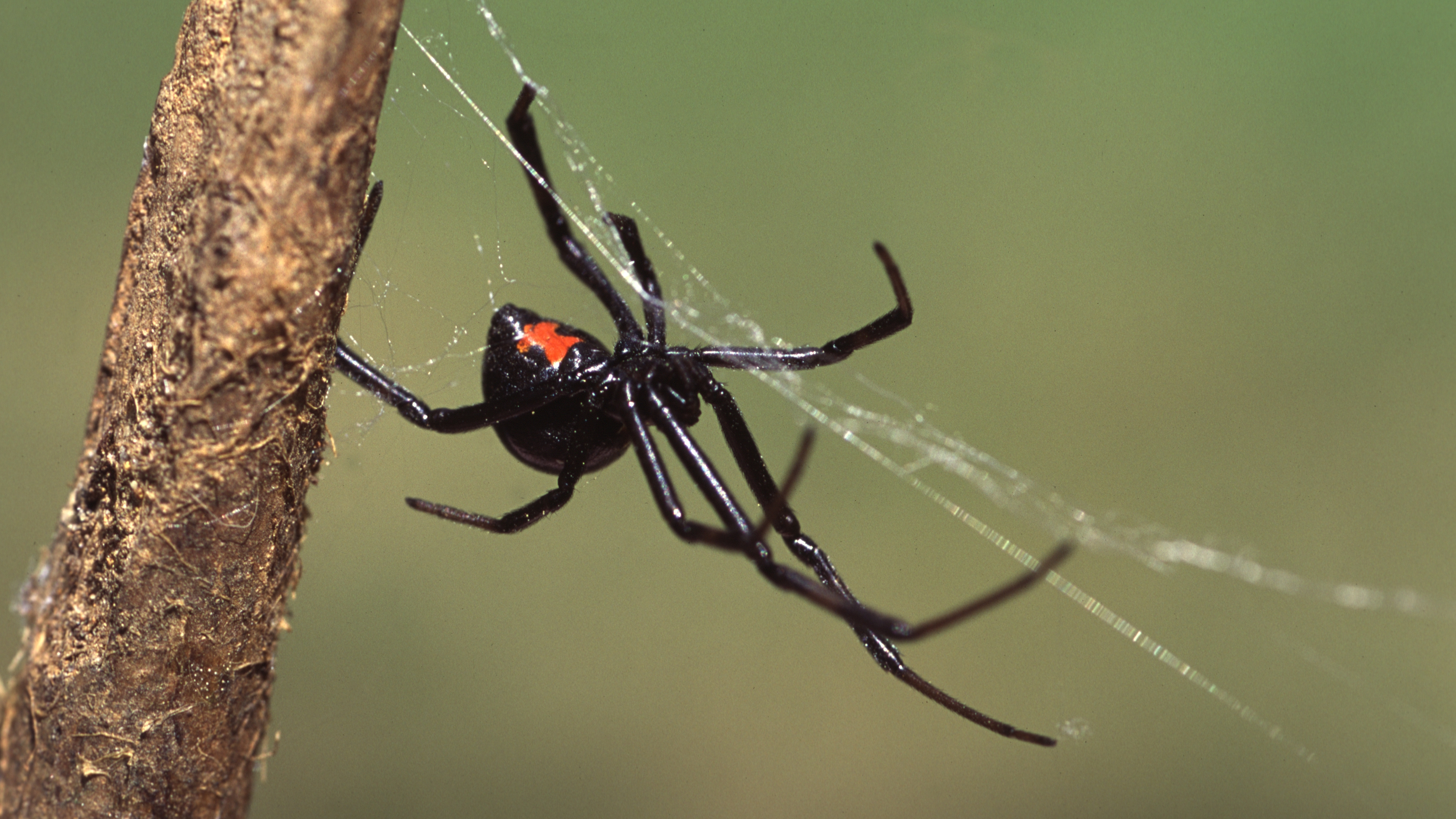 Spider control tips every Canadian homeowner should know